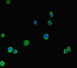 Caspase 8 antibody