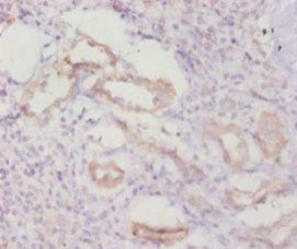 CASP8 Antibody