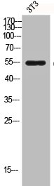 CASP8 Antibody