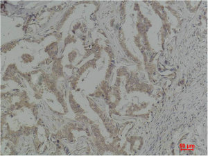 CASP8 Antibody