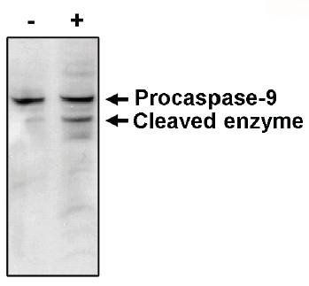 Mouse anti Human Caspase-9 Antibody