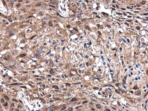 CD1b antibody [N2C3]