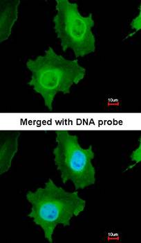 Caspase 14 antibody
