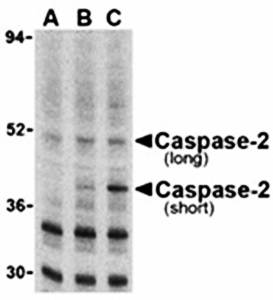 Caspase-2 Antibody