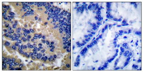 Caspase 3 (Cleaved-Asp175) antibody