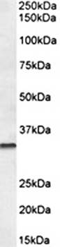 Goat anti-Caspase 6 Antibody
