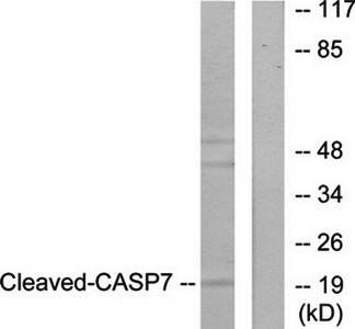 Caspase 7 (Cleaved-Asp198) Antibody