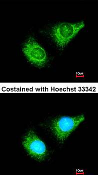 caspase-8 antibody
