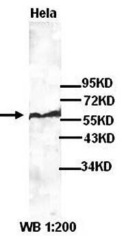 Caspase 8 Rabbit Polyclonal Antibody