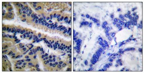 Caspase 9 (Cleaved-Asp353) Antibody