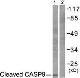 Caspase 9 (Cleaved-Asp353) Antibody