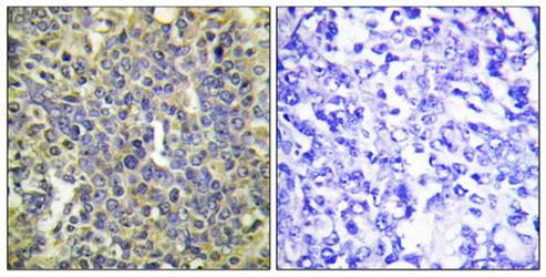 Caspase 9 (phospho-Thr125) antibody