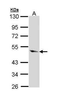 Caspase 9 antibody