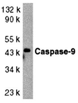 Caspase-9 Antibody