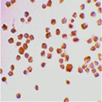 Caspase-9 Antibody