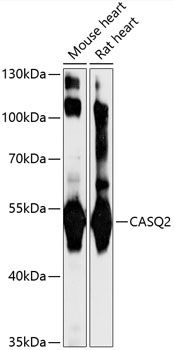 CASQ2 antibody