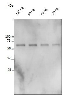 Catalase Antibody