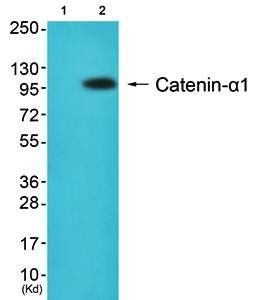 Catenin-alpha1 antibody