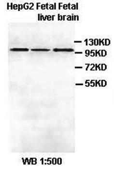 Alpha 2 Catenin Rabbit Polyclonal Antibody