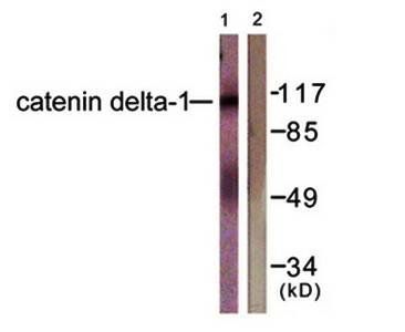 Catenin delta1 antibody