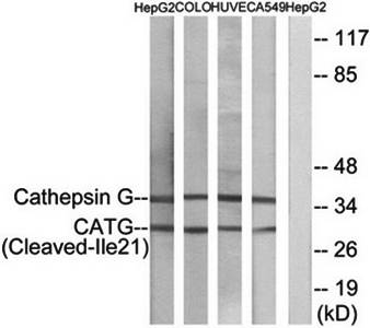 CATG (Cleaved-Ile21) Antibody