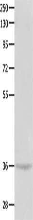 CTSG Antibody