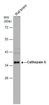 cathepsin S Antibody