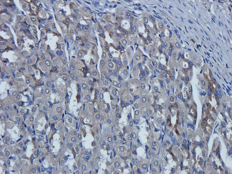 Cathepsin G antibody