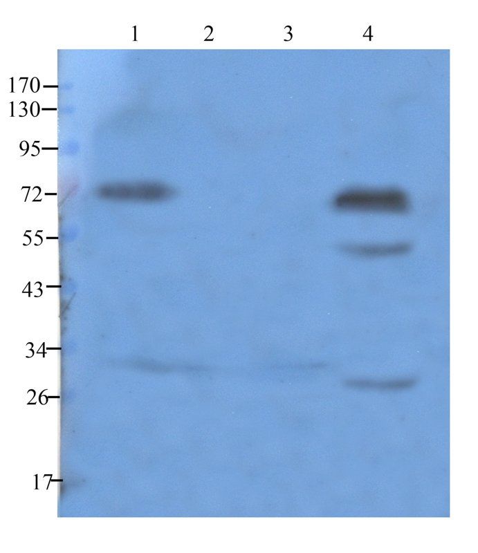 Cathepsin G antibody