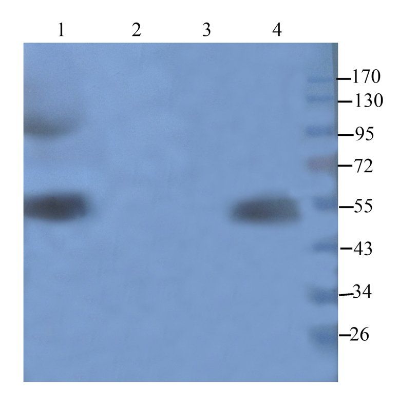 Cathepsin G antibody