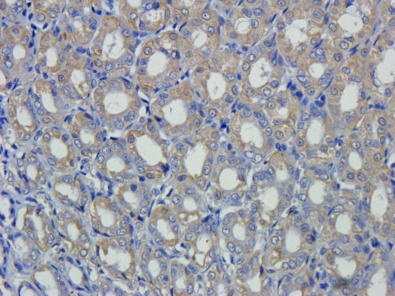 Cathepsin G antibody