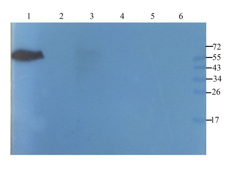 Cathepsin G antibody