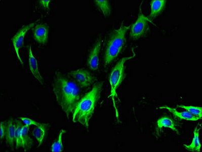 CATSPER4 Antibody