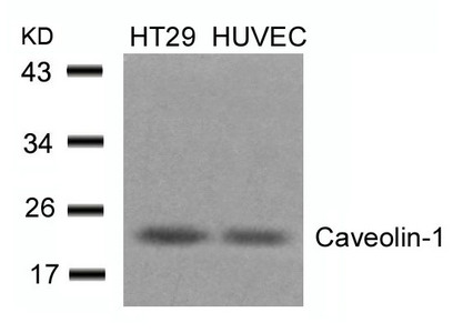 CAV1 (Ab-14) Antibody