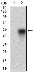 CAV2 Antibody