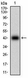 CAV2 Antibody