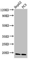 CAV2 antibody