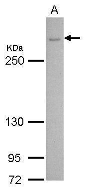 Cav2.2 antibody