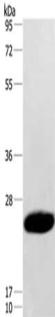 CAV3 antibody