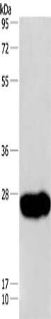 CAV3 antibody