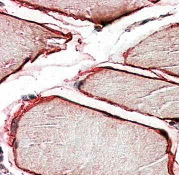 Goat anti-CAV3 Antibody