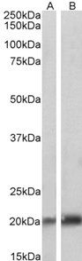 Goat anti-CAV3 Antibody