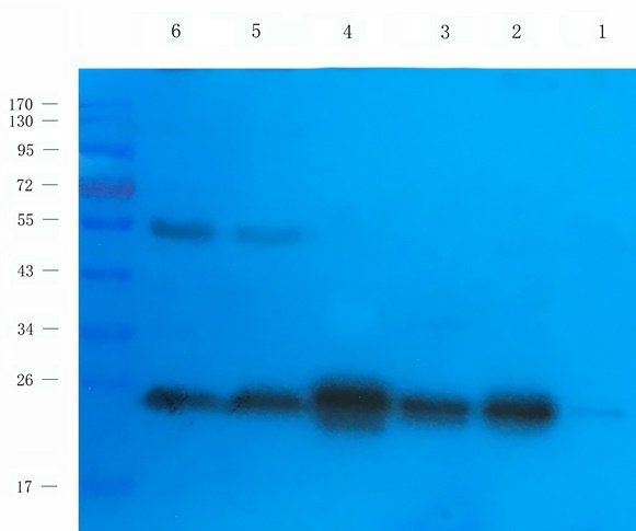 Caveolin 1 antibody