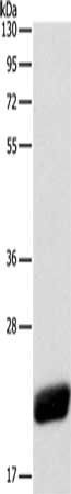 CAV1 Antibody