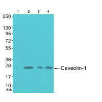 CAV1 Antibody