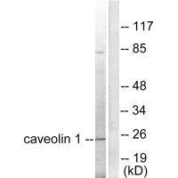CAV1 Antibody