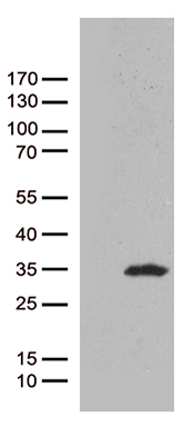 Caveolin 1 Antibody
