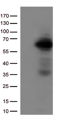 Caveolin 1 Antibody