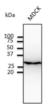 CAV1 Antibody