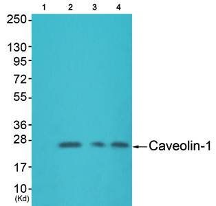 Caveolin 1 antibody